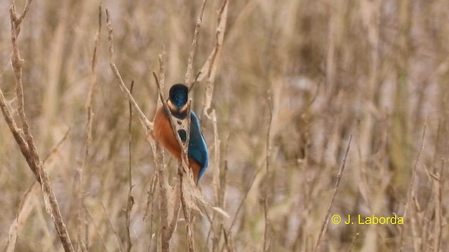 Common Kingfisher - ML609743024
