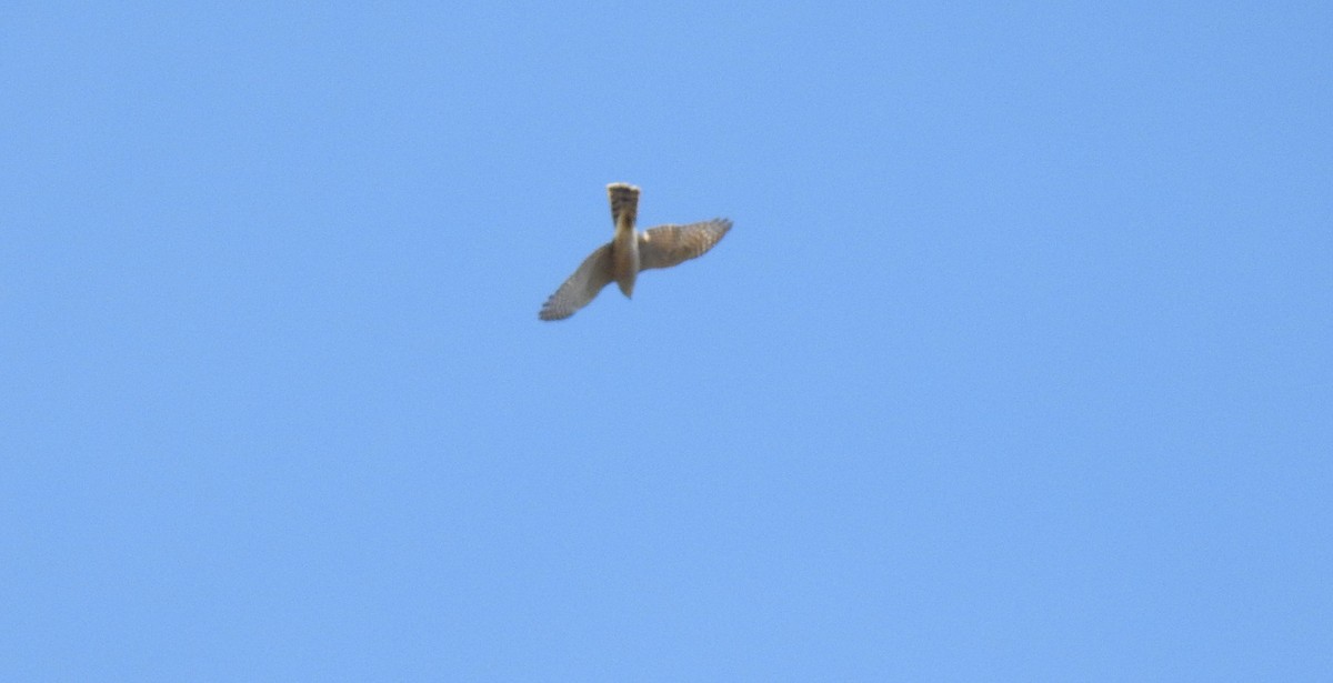 Eurasian Sparrowhawk - ML609743082
