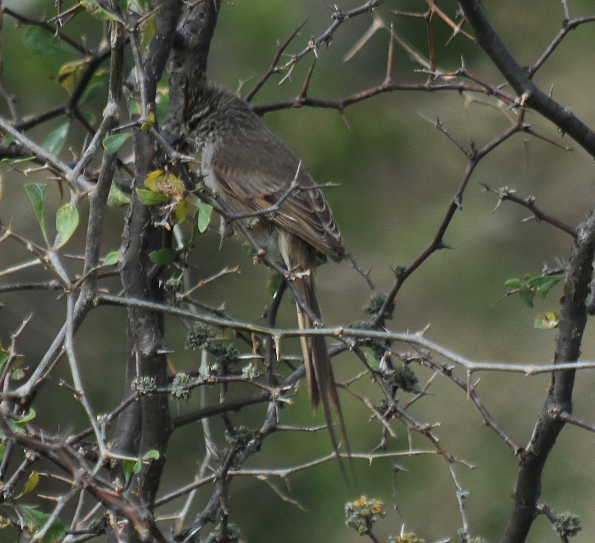 Tufted Tit-Spinetail - andres ebel