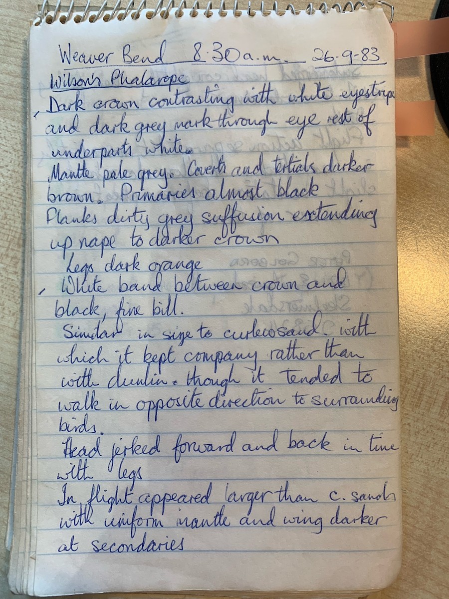 Wilson's Phalarope - ML609743362