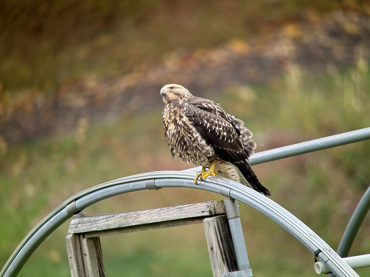 Swainson's Hawk - ML609743367