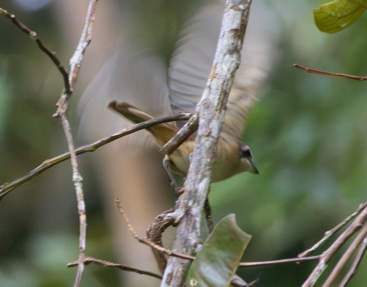 Brown Shrike - ML609743383