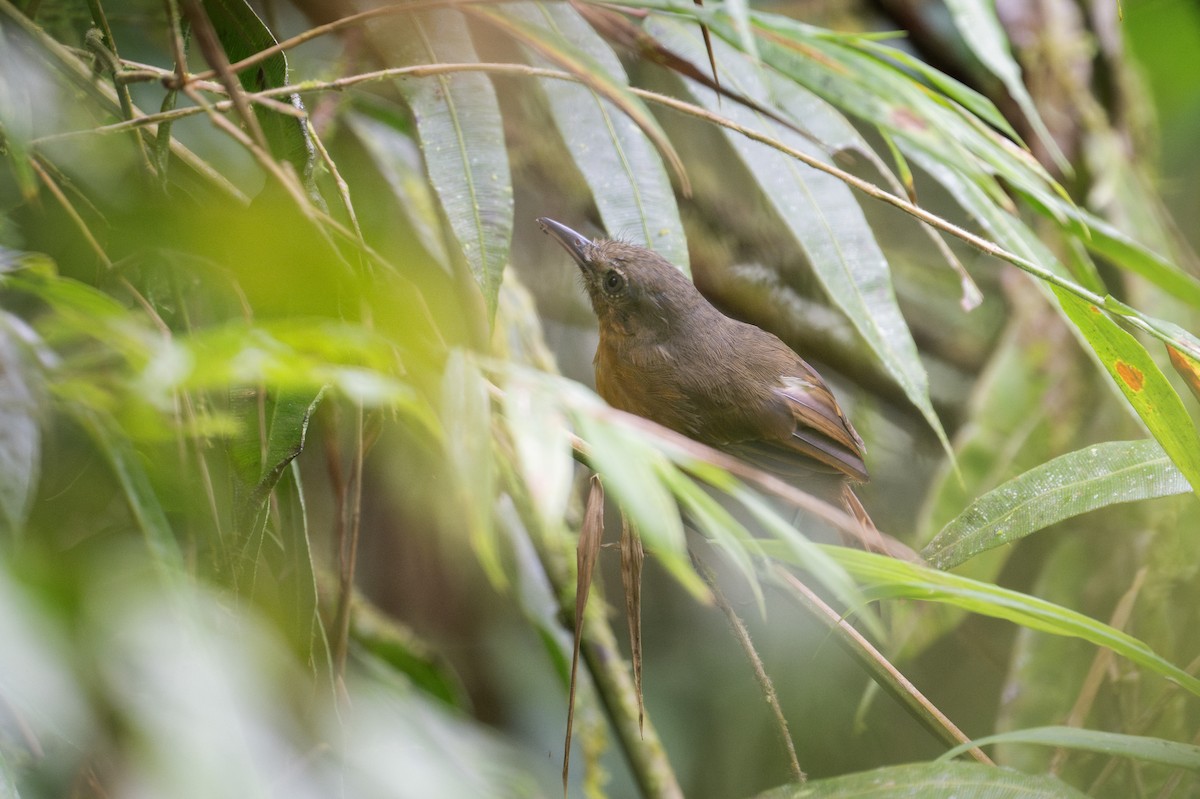 Dusky Antbird - ML609743396