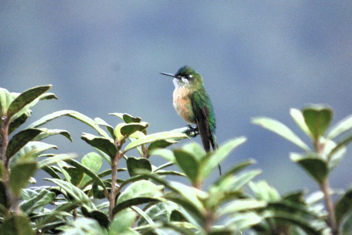 Long-tailed Sylph - ML609743451