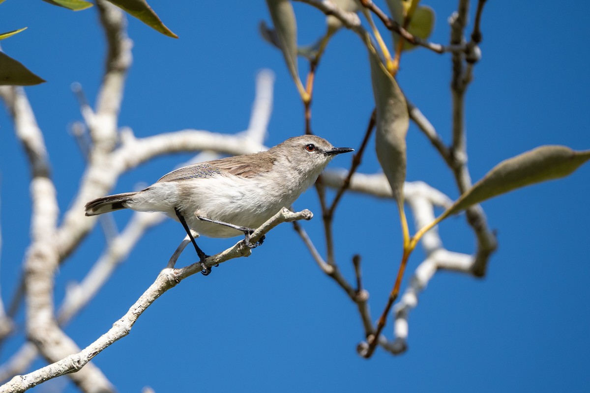 Mangrove Gerygone - ML609743468