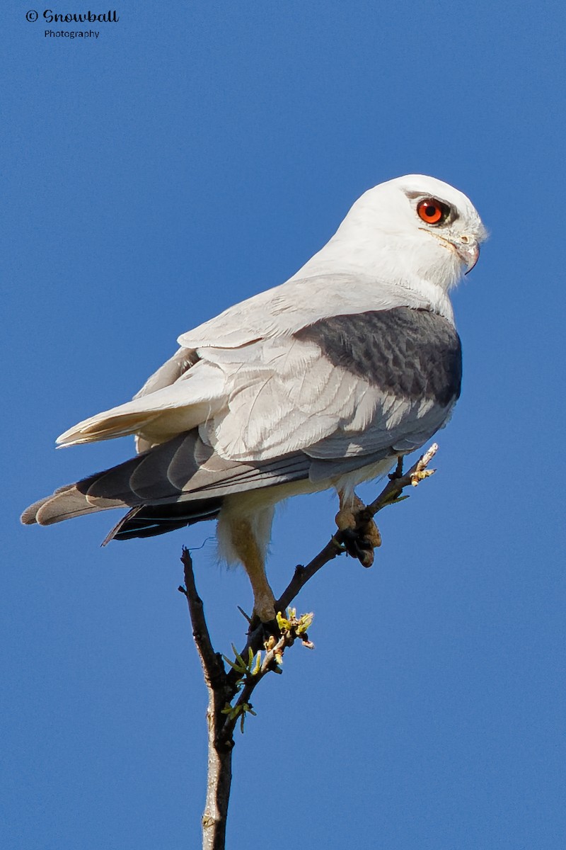 Black-shouldered Kite - ML609743486