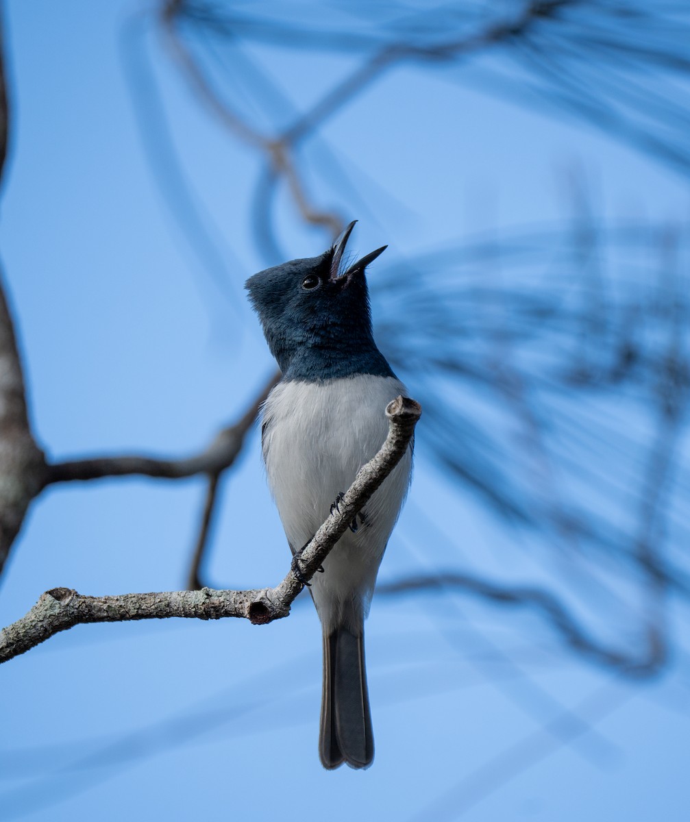 Leaden Flycatcher - ML609743509