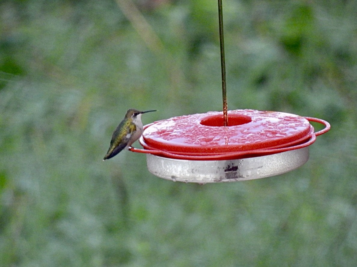 Ruby-throated Hummingbird - ML609743544