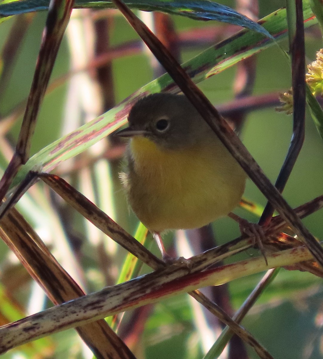 Common Yellowthroat - ML609743576