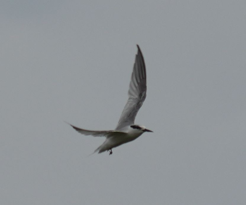 Common Tern - Romain Demarly