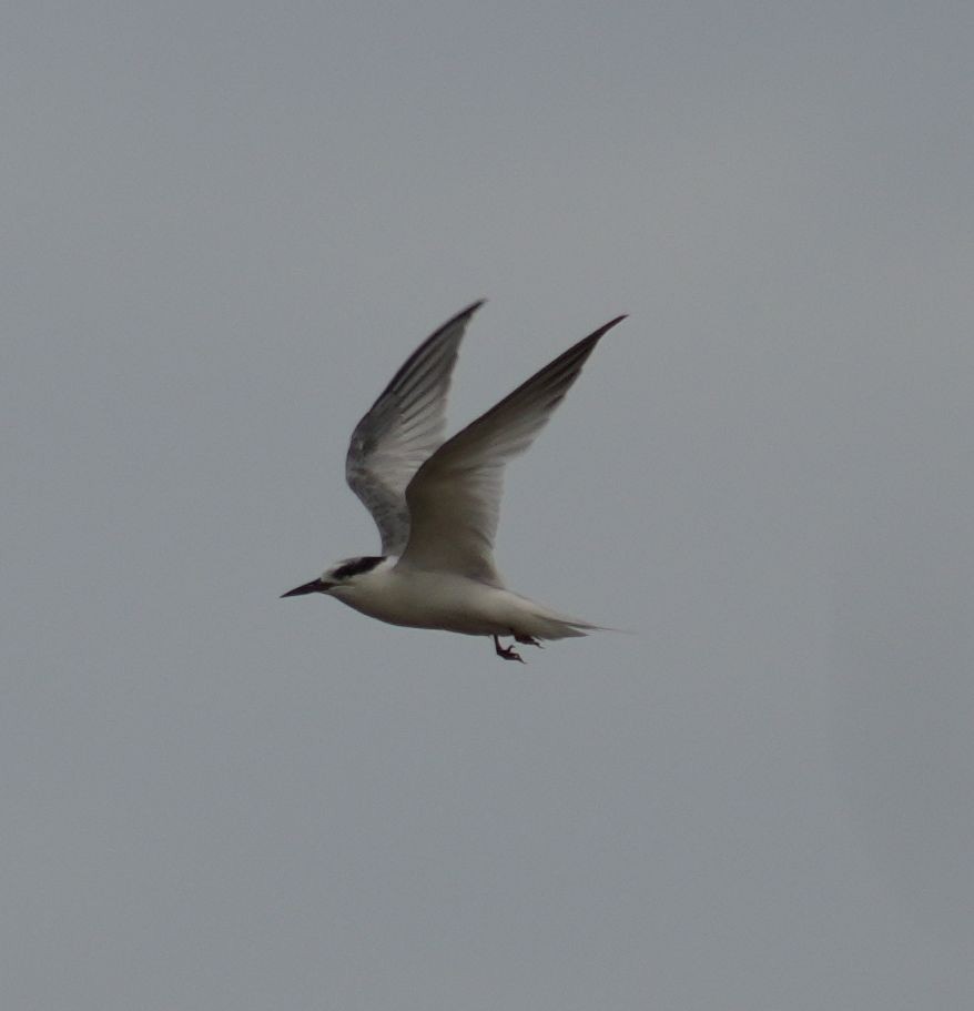 Common Tern - ML609743587