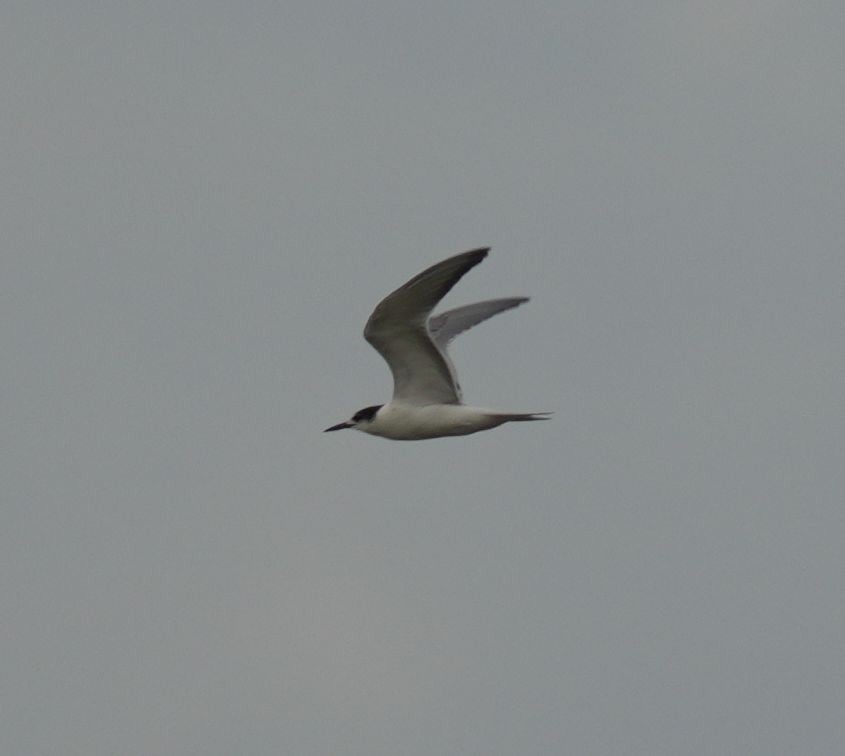 Common Tern - ML609743591