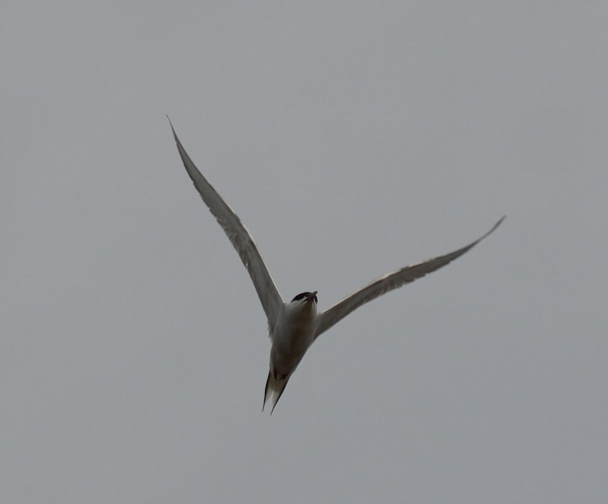 Common Tern - ML609743611