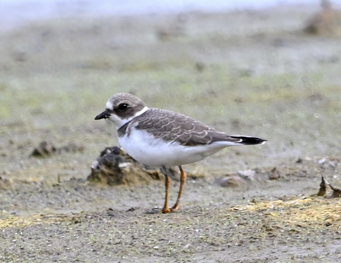 Semipalmated Plover - ML609743642