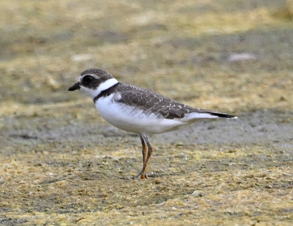 Semipalmated Plover - ML609743660