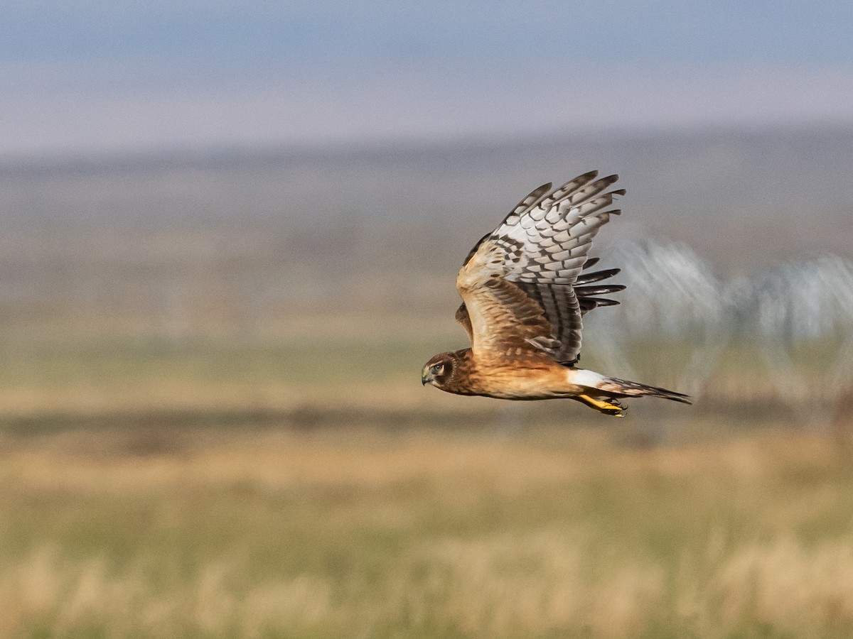 Northern Harrier - Bob Friedrichs