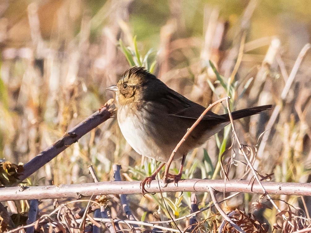 Swamp Sparrow - ML609743730