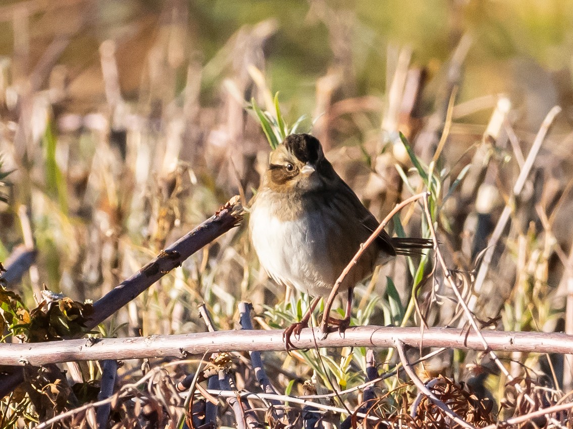 Swamp Sparrow - Bob Friedrichs