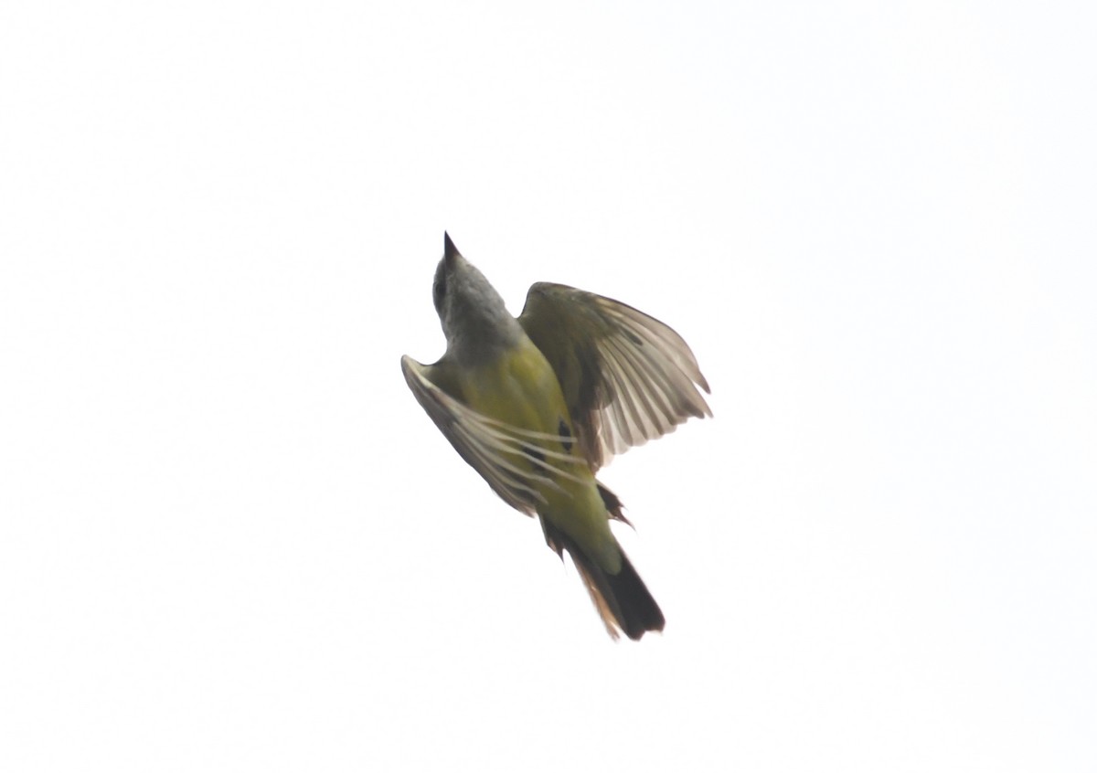 Western Kingbird - ML609743977