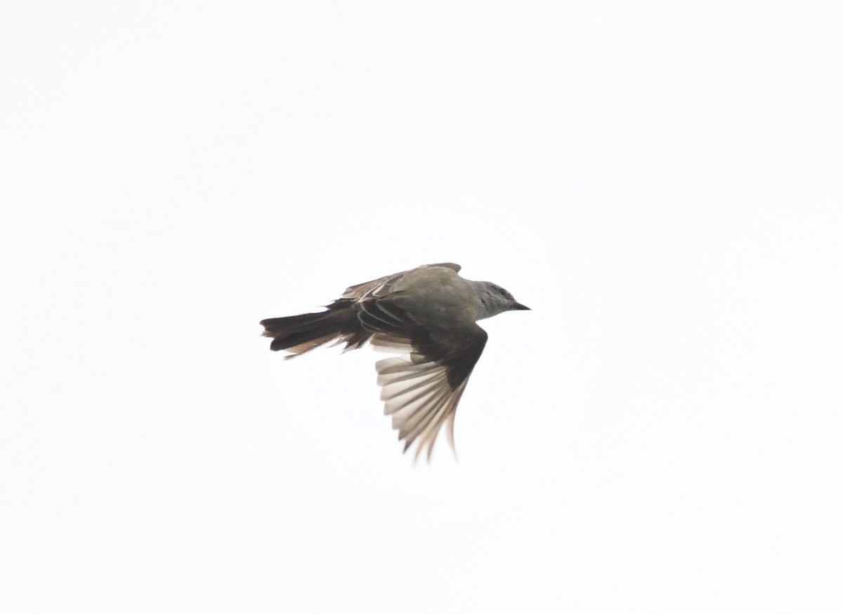 Western Kingbird - Daisy Paul