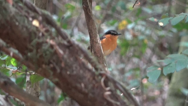 Gray-winged Robin-Chat (Gray-winged) - ML609744112