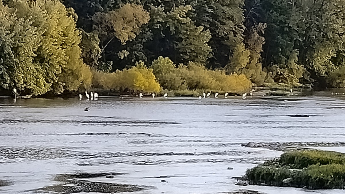 Great Egret - ML609744201