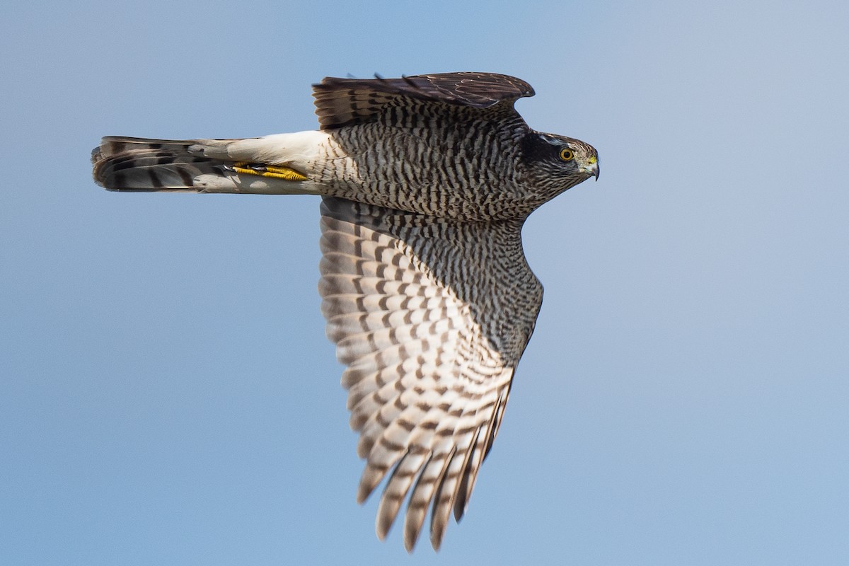 Eurasian Sparrowhawk - Omer Toy