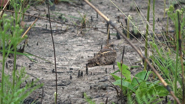 Pennant-winged Nightjar - ML609744233