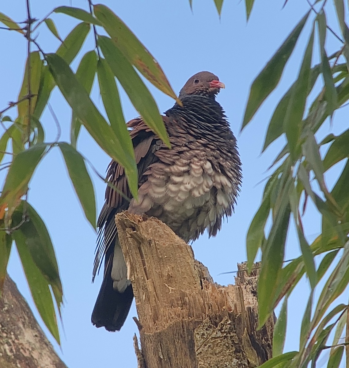 Scaled Pigeon - Nelson Apolo