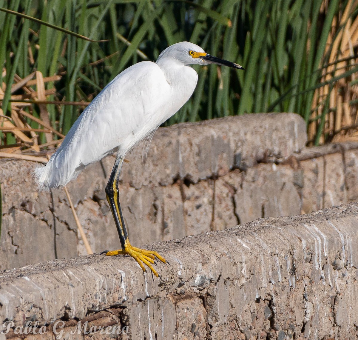 Snowy Egret - ML609744452