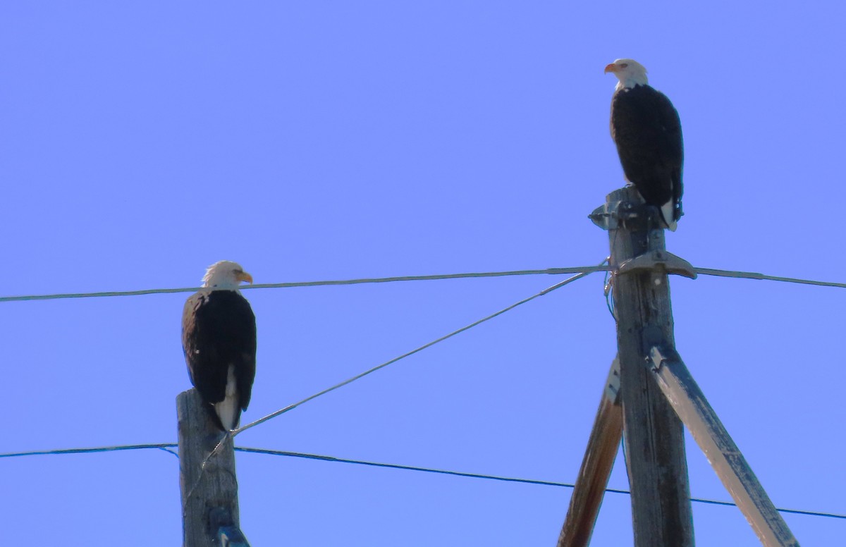 Bald Eagle - ML609744455