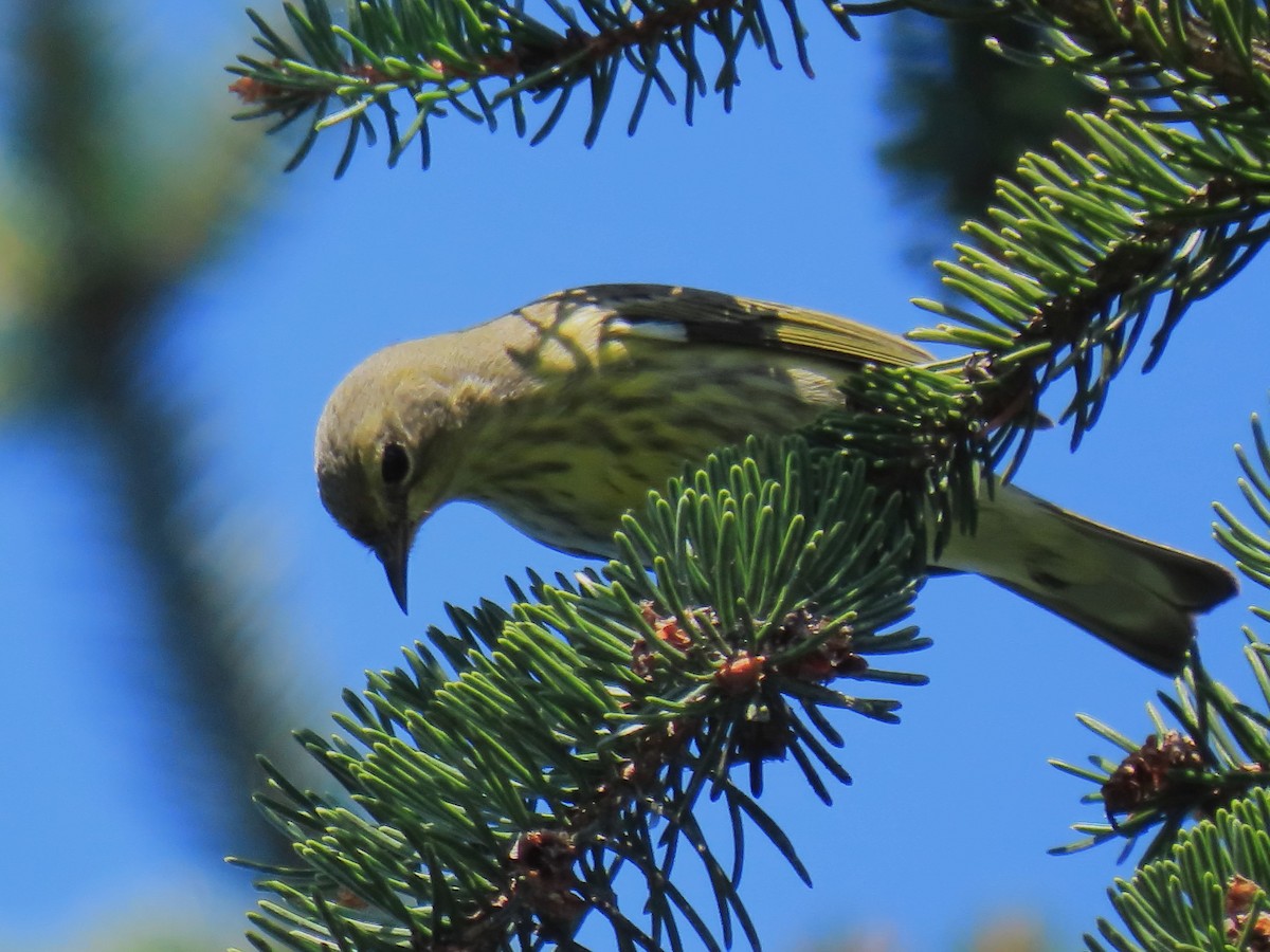 Cape May Warbler - Edward Kittredge