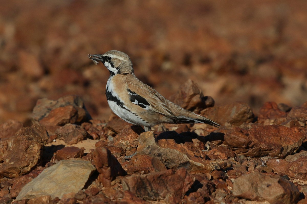 Cinnamon Quail-thrush - Mark Stanley