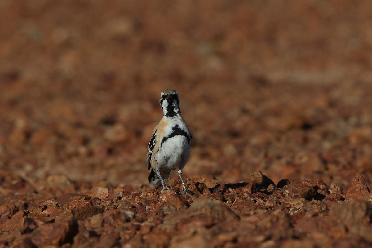 Cinnamon Quail-thrush - ML609744558