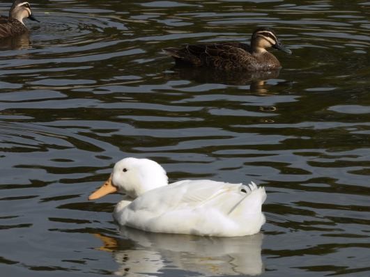 Тэжээмэл нугас - ML609744570