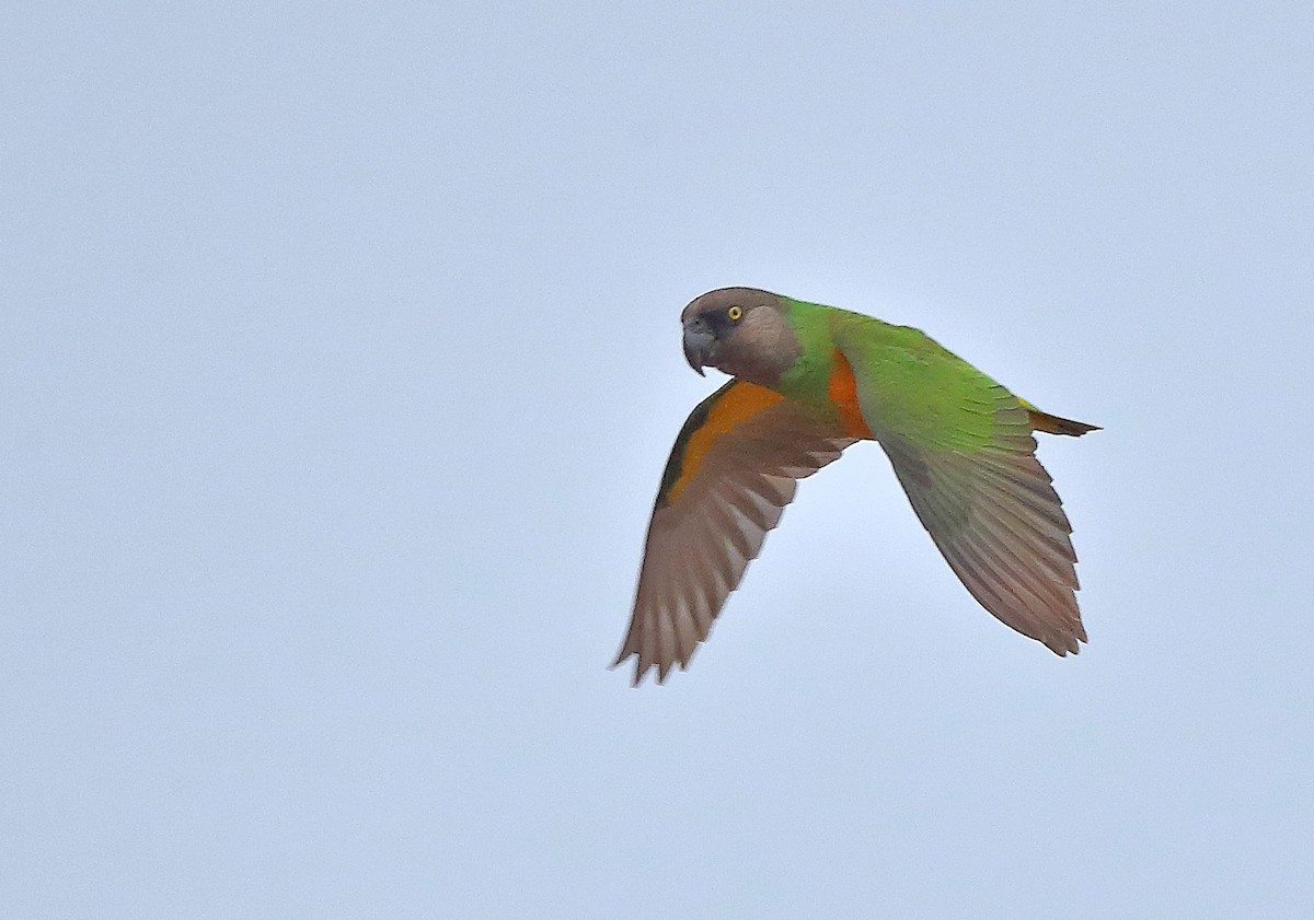 Senegal Parrot - sheau torng lim