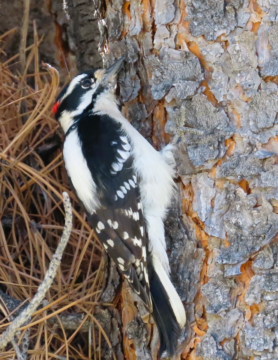 Downy Woodpecker - ML609744596