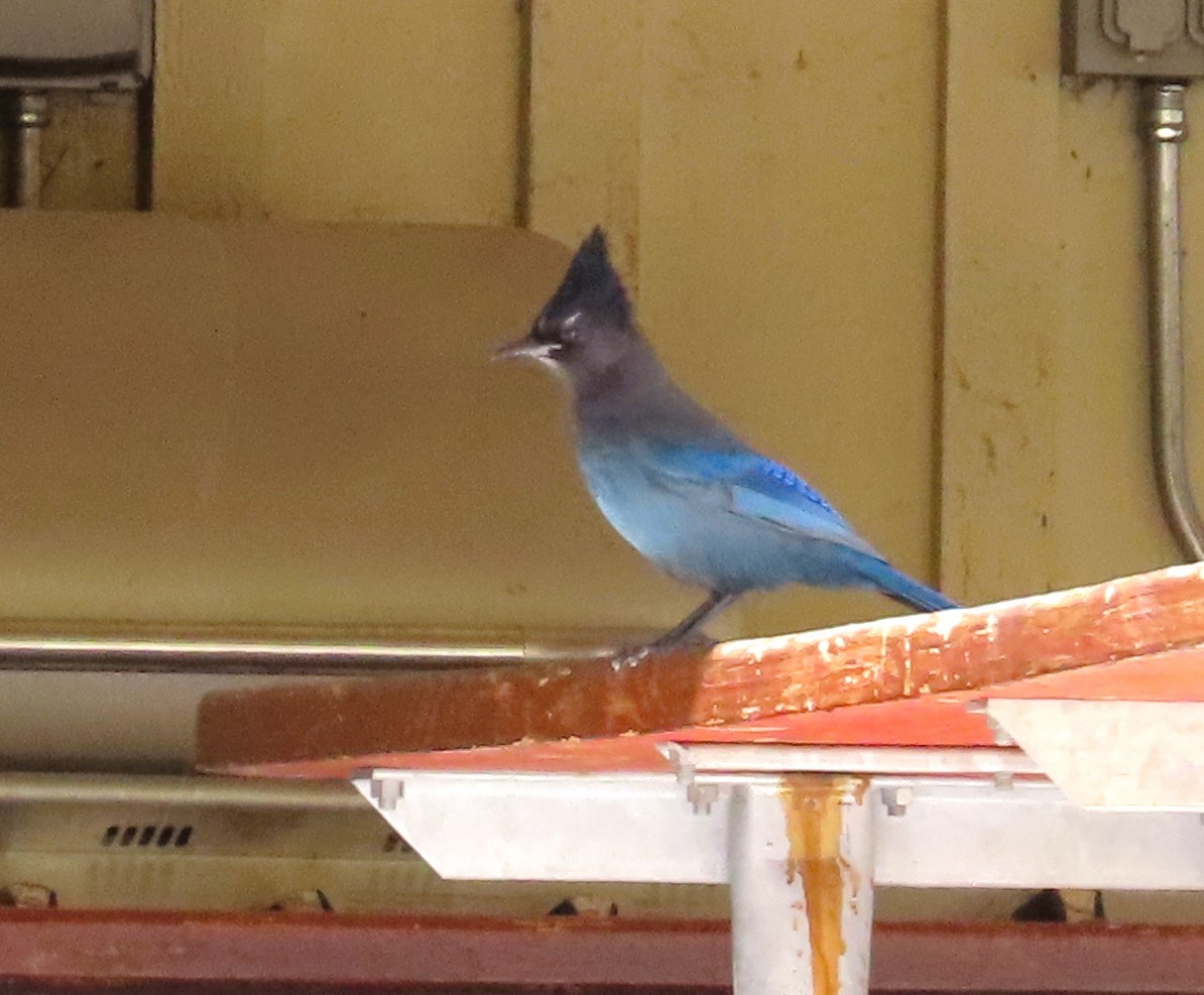 Steller's Jay - ML609744600