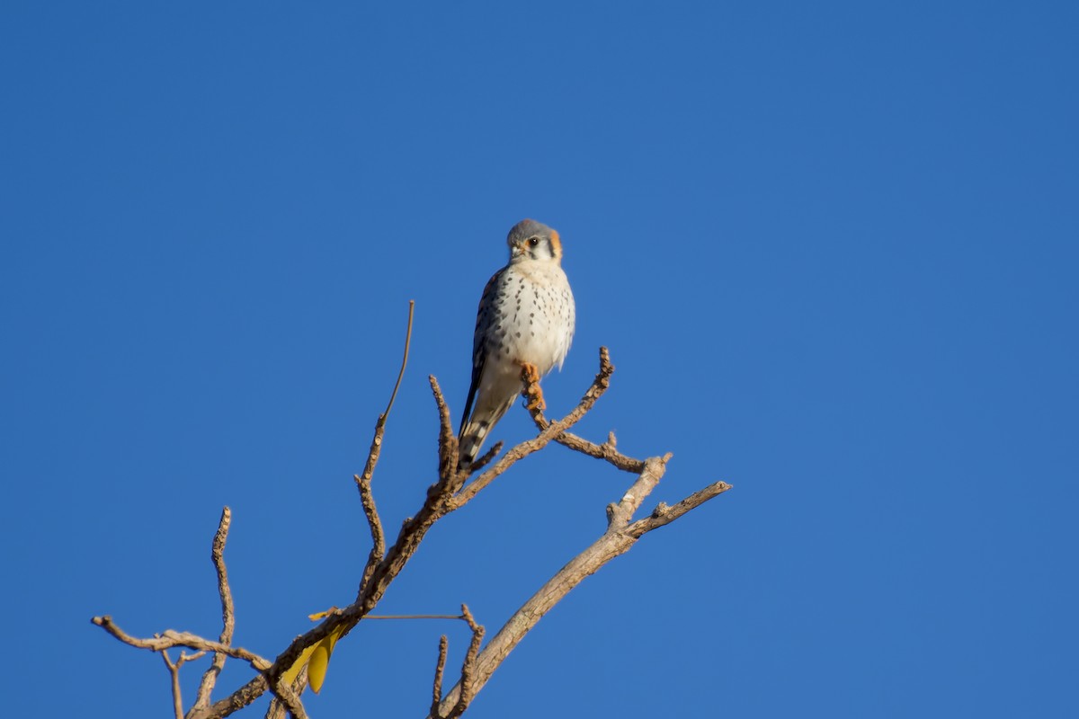 American Kestrel - ML609744752