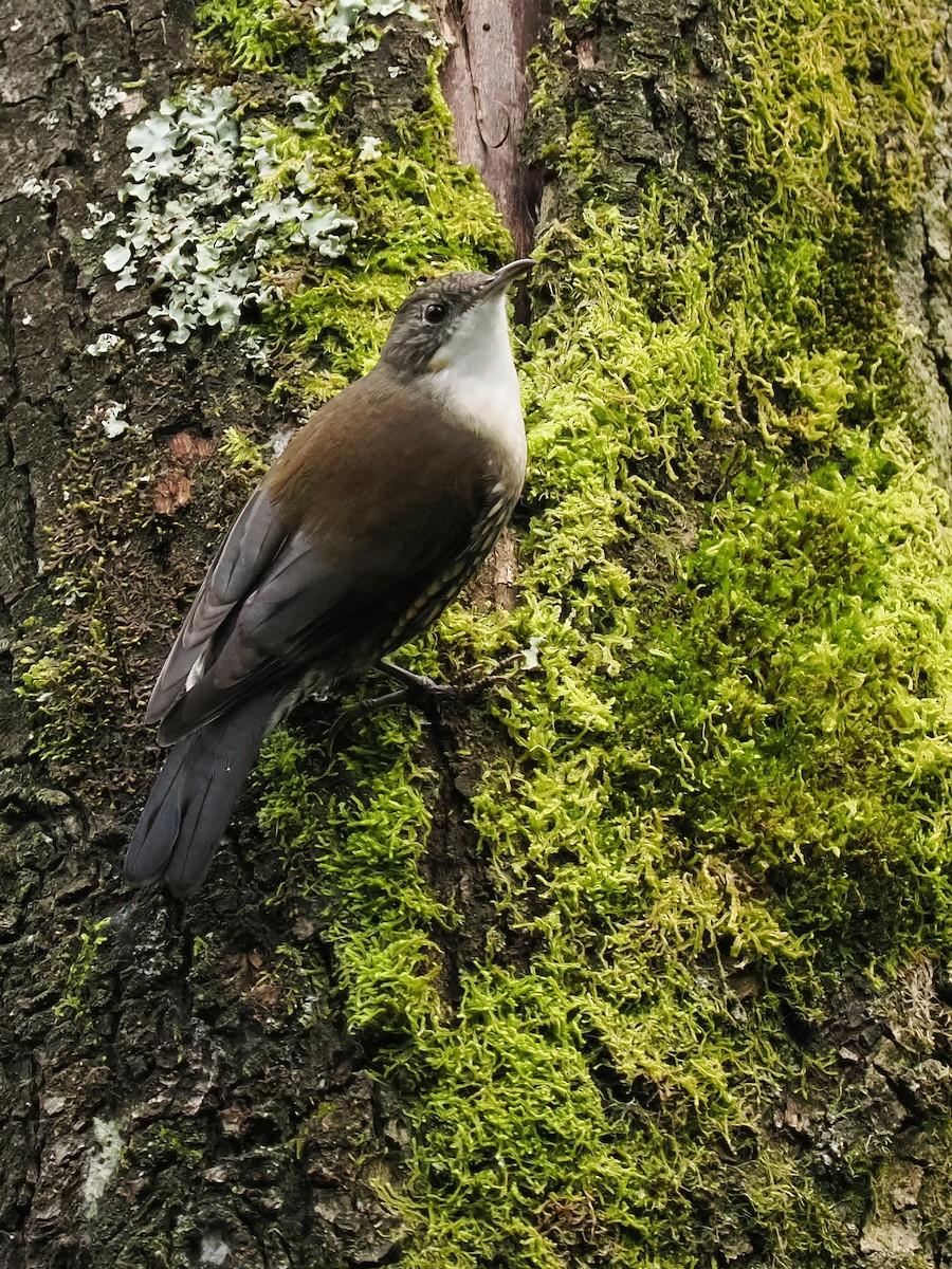 White-throated Treecreeper - ML609744783