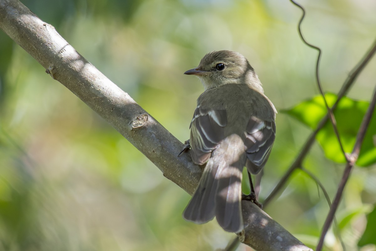 Small-headed Elaenia - ML609744808