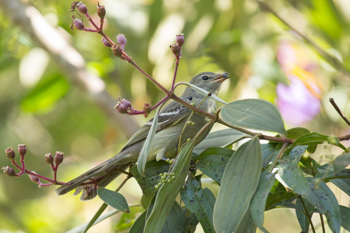 Small-headed Elaenia - Marcelo  Telles