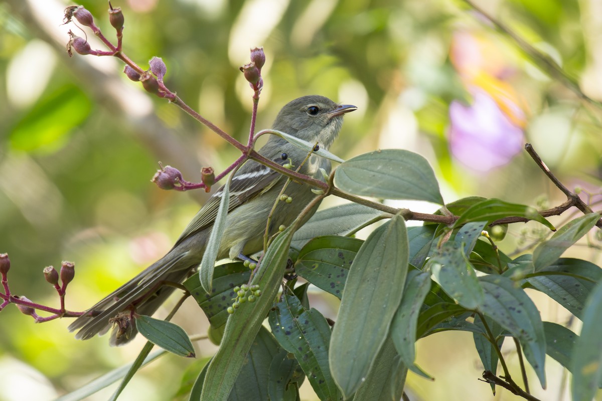 Small-headed Elaenia - Marcelo  Telles