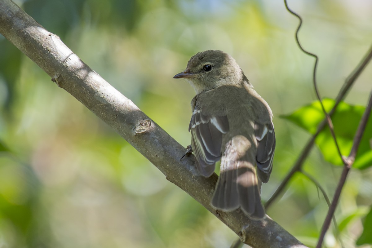 Small-headed Elaenia - Marcelo  Telles