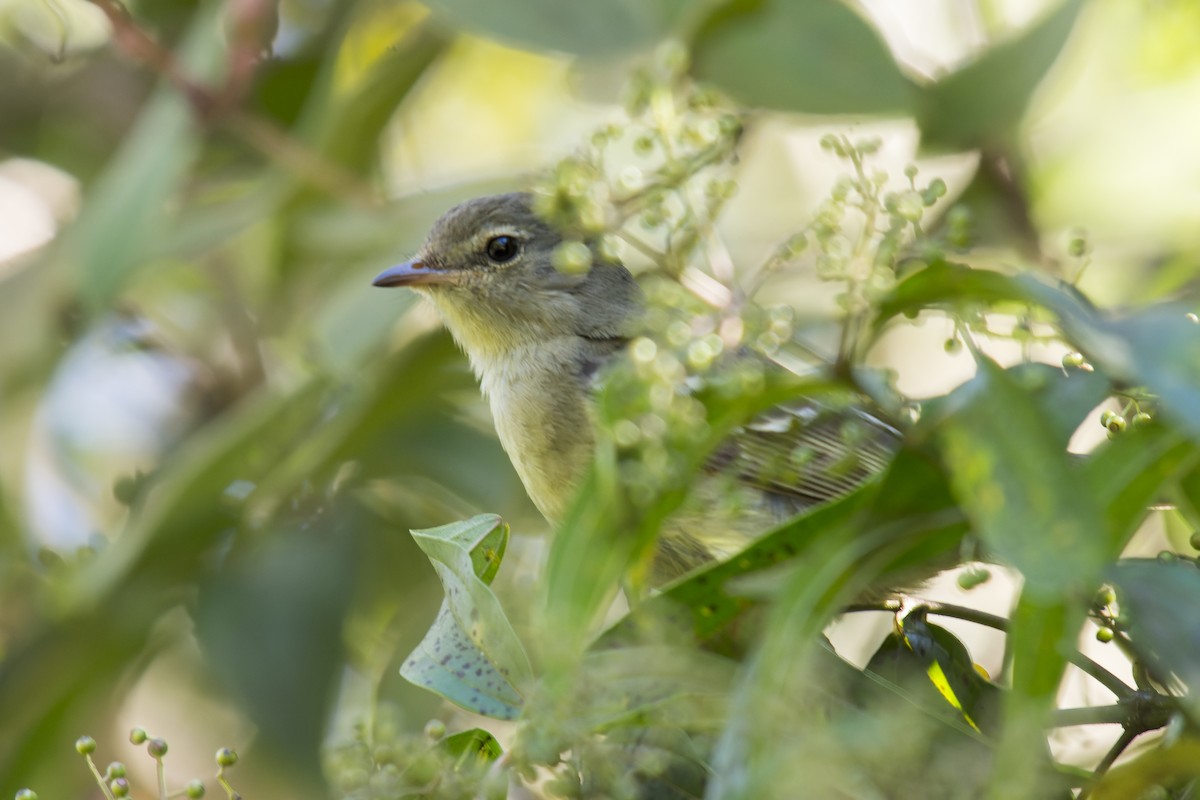 Small-headed Elaenia - ML609744812