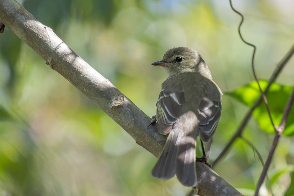 Small-headed Elaenia - ML609744813