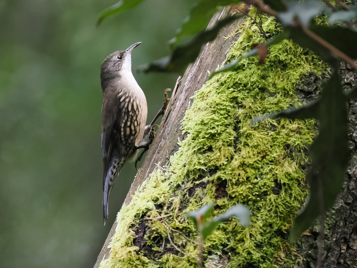 White-throated Treecreeper - ML609744825