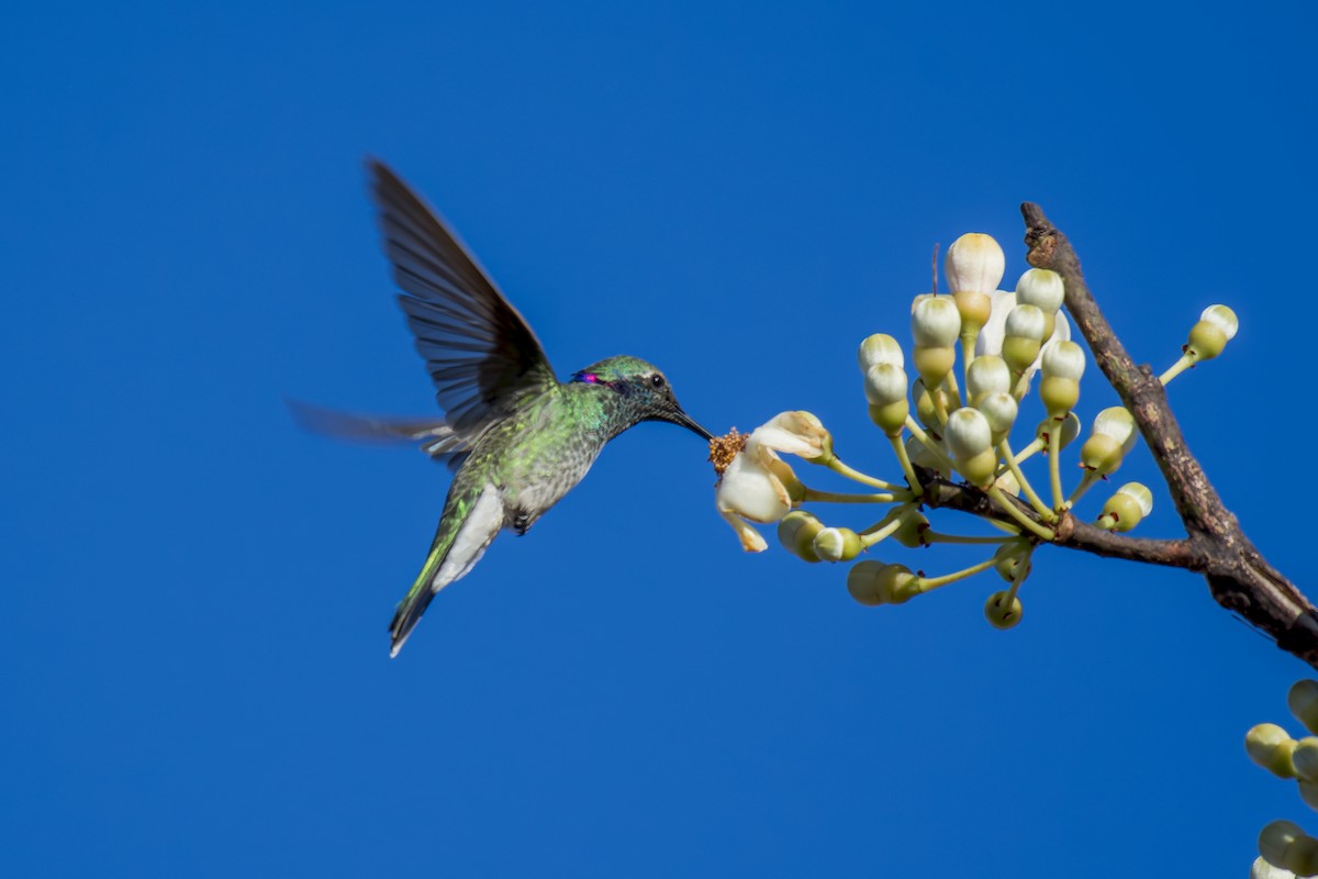 Colibri à ventre blanc - ML609744884