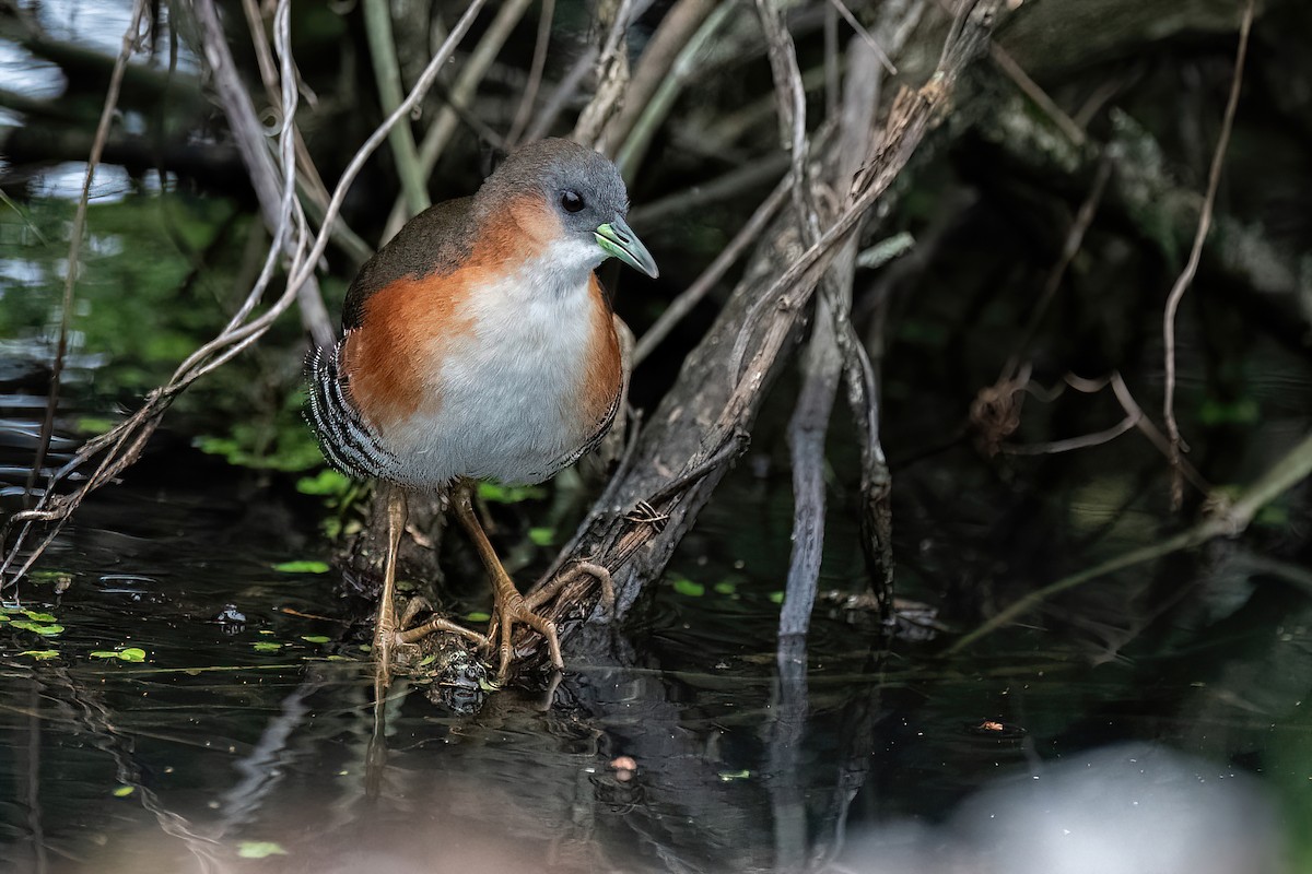 Rufous-sided Crake - ML609744939