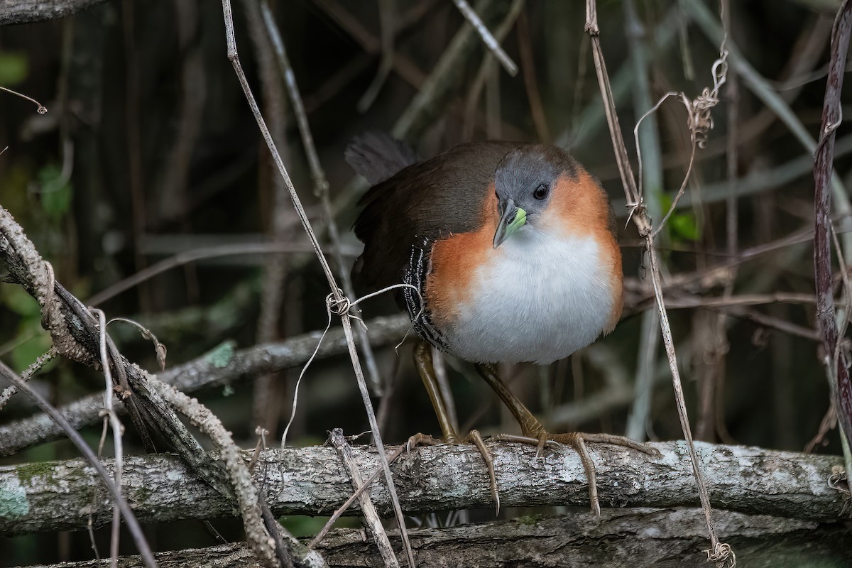 Rufous-sided Crake - ML609744941